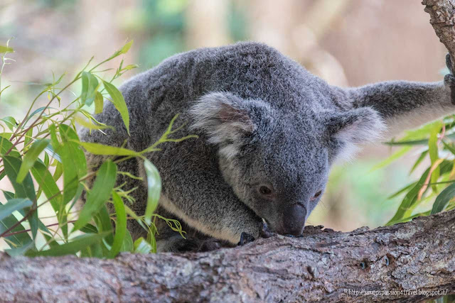 koala