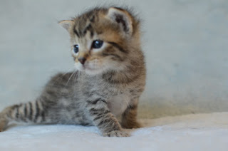 kitten