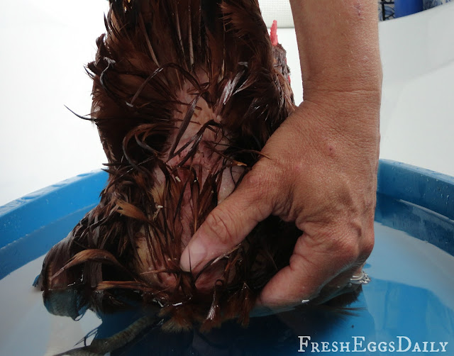 Chicken walking like a penguin. BackYard Chickens Learn How to