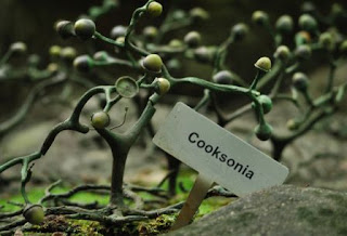 Silur Cooksonia: Jenis tumbuhan pada jaman ini