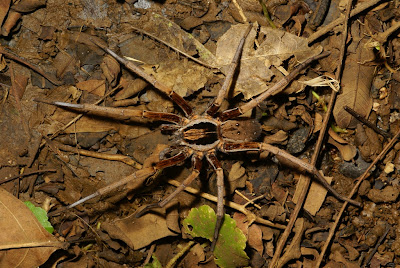 spiders Nicaragua