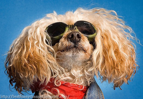 Funny dog in sunglasses