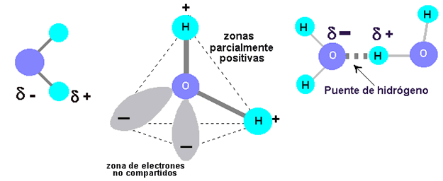 Resultado de imagen de la molecula de agua y el agua liquida