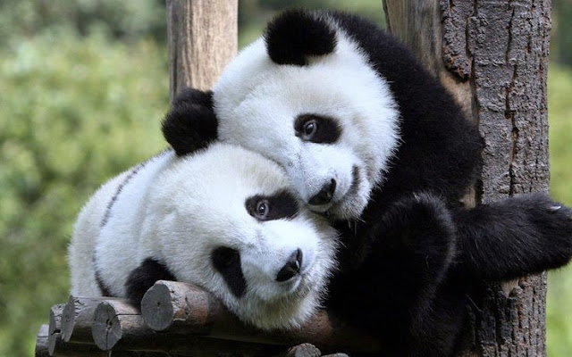 Hình ảnh gấu trúc Panda dễ thương và đáng yêu nhất
