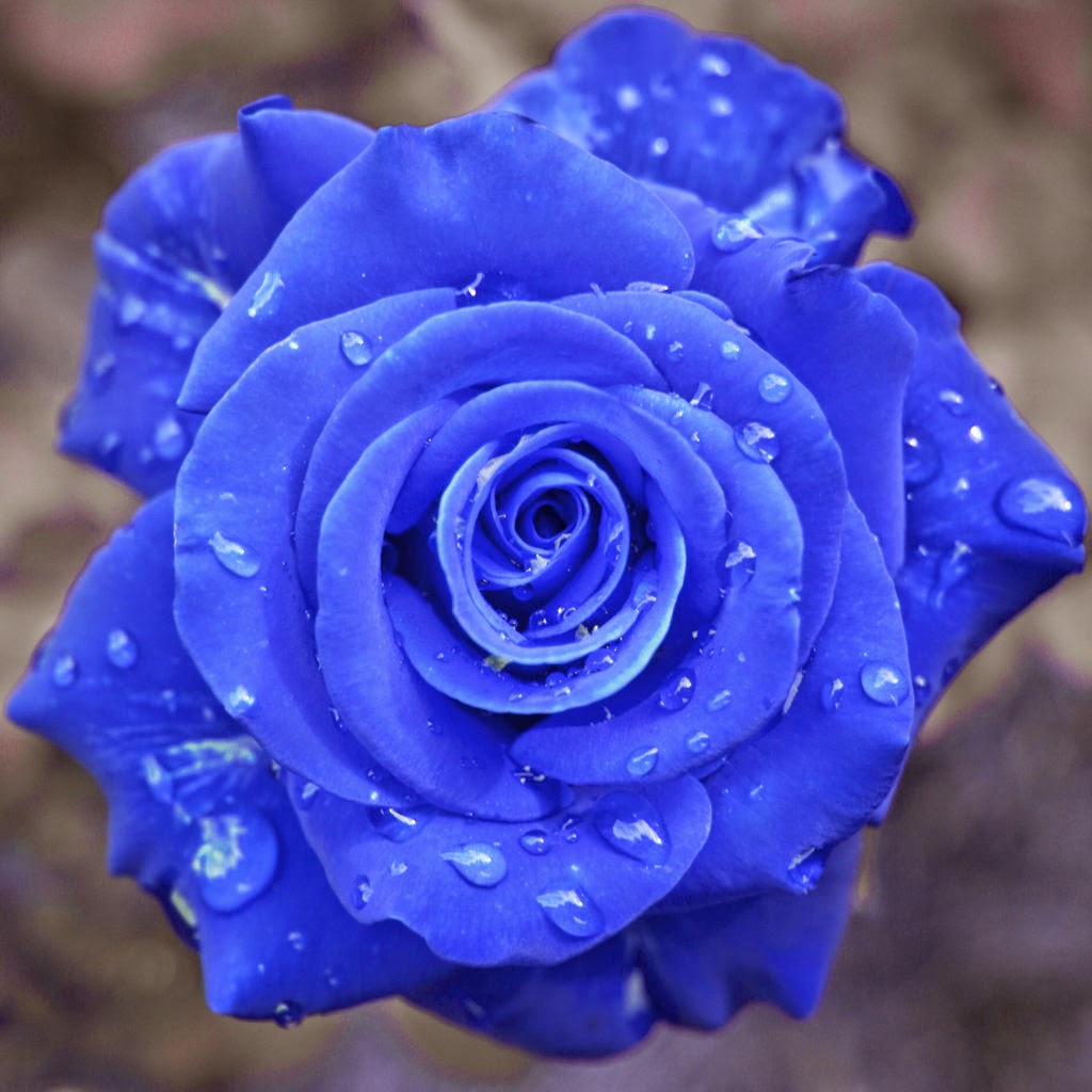 My Image 39