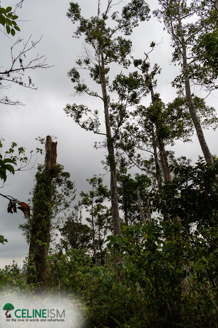 dipterocarp forest philippines old growth forest apayao