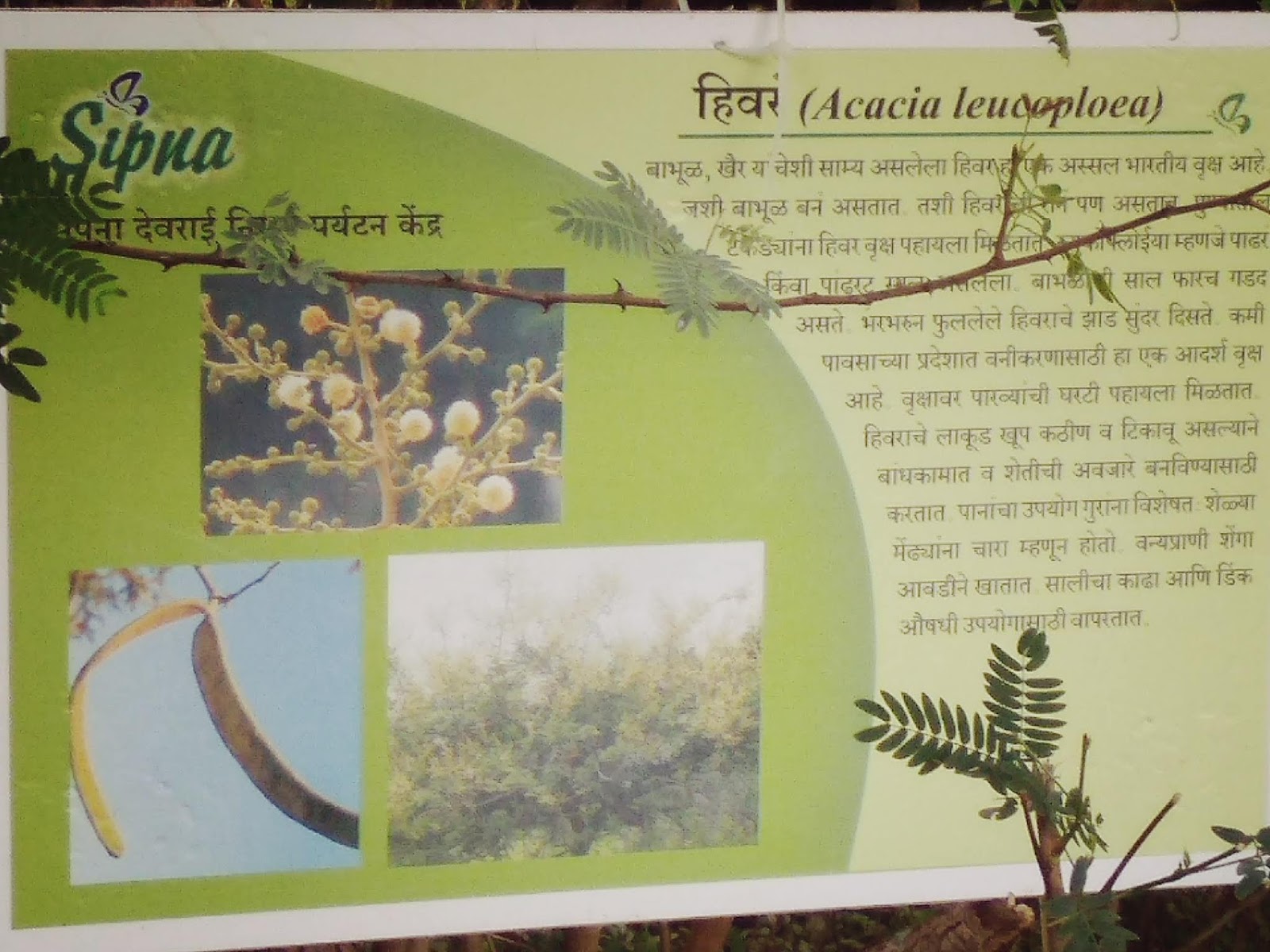 Mee Aditi Sipna A man made Jungle