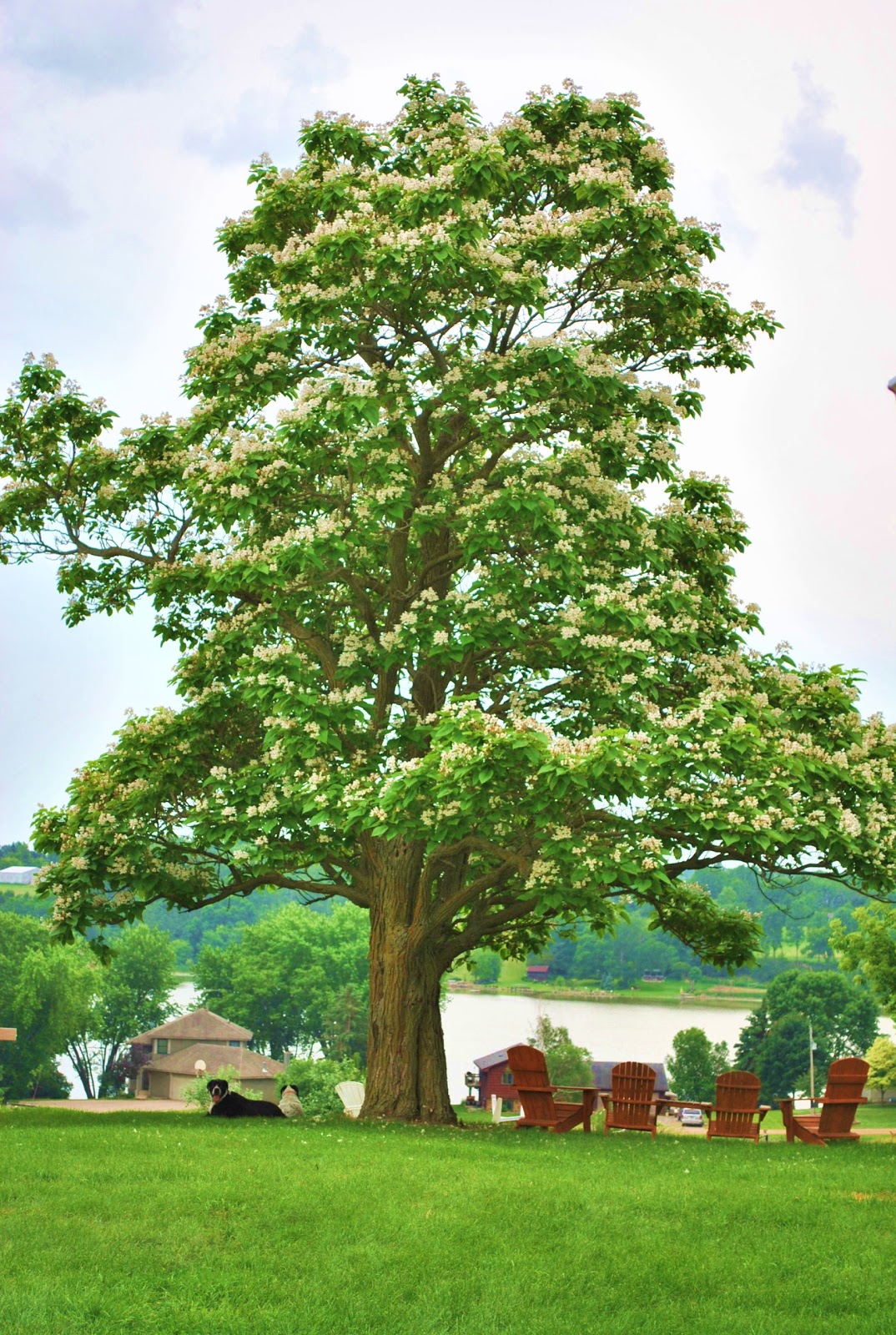 Schram Vineyards Winery & Brewery Waconia, MN The Chitalpa Tree