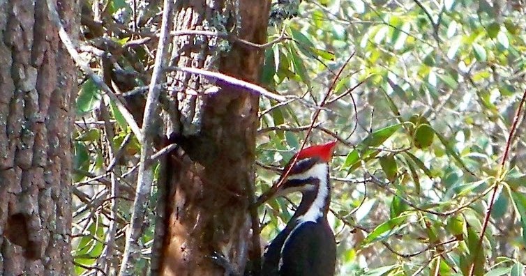 Conscious Art Studios: Symbolic Meaning of the Pileated Woodpecker