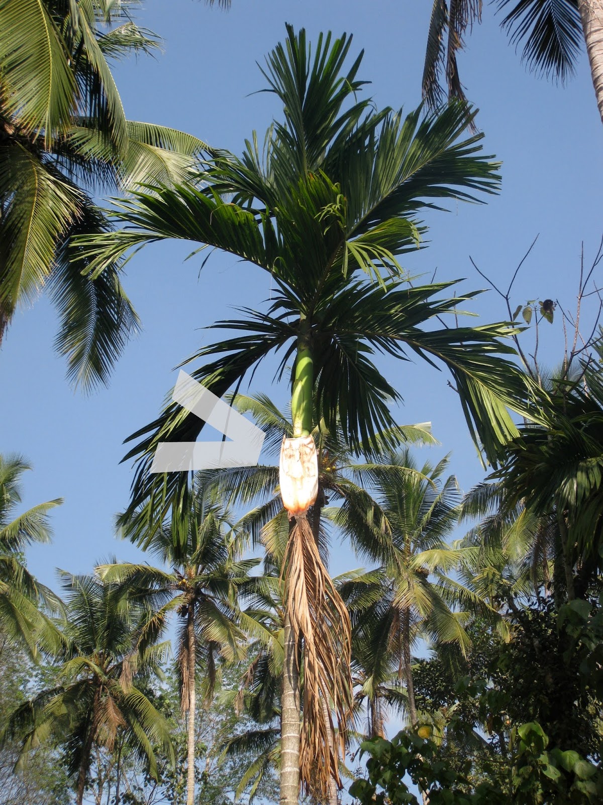 Where Do Opeh Leaf Wrappings Come From It Is Not A Leaf Johor Kaki Travels For Food Where Do Opeh Leaf Wrappings Come From It Is Not A Leaf Johor Kaki Travels For Food