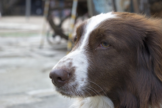 Finding a Lost Pet? Here are Important Steps to Take! dog 1309894 1920 - Finding a Lost Pet? Here are Important Steps to Take!