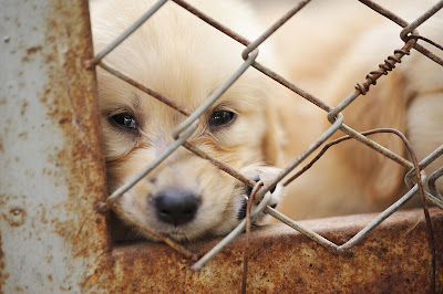A sad puppy inside a rusty cage