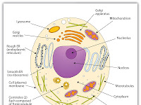 Animal Diagram Animal Diagram