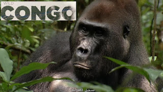 الوثائقي الرائع الحياة البرية في الكونغو: الكينغ كونغ كاذب مدبلج 3d1a5c1e82f3.original