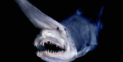 [Image: Goblin-Shark1.jpg]