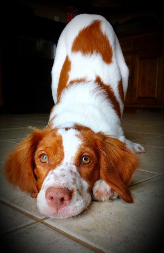 Healthiest Dog Breeds In The World Healthiest Dog Breeds In The World