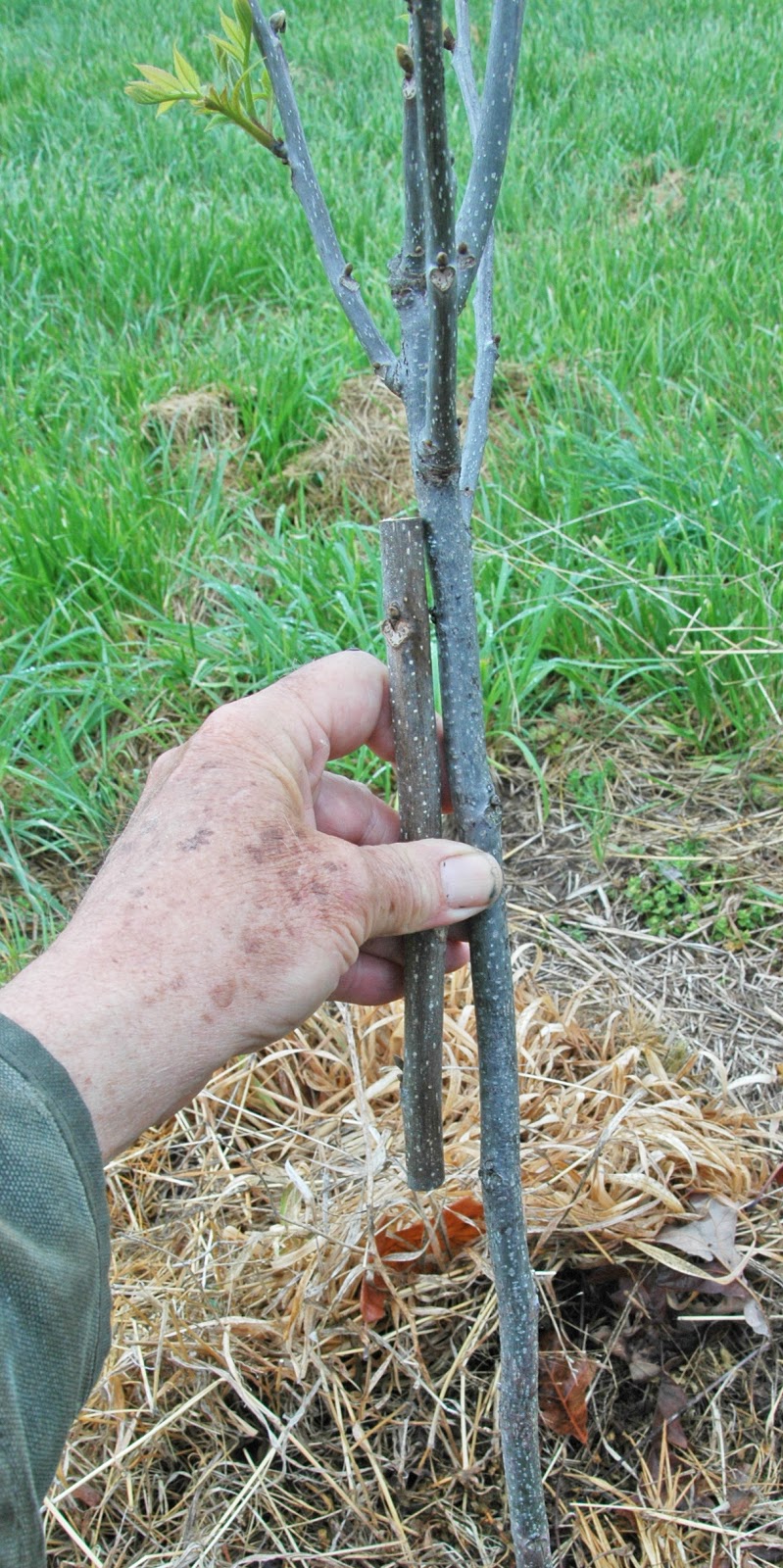 Northern Pecans A great day for grafting pecan trees