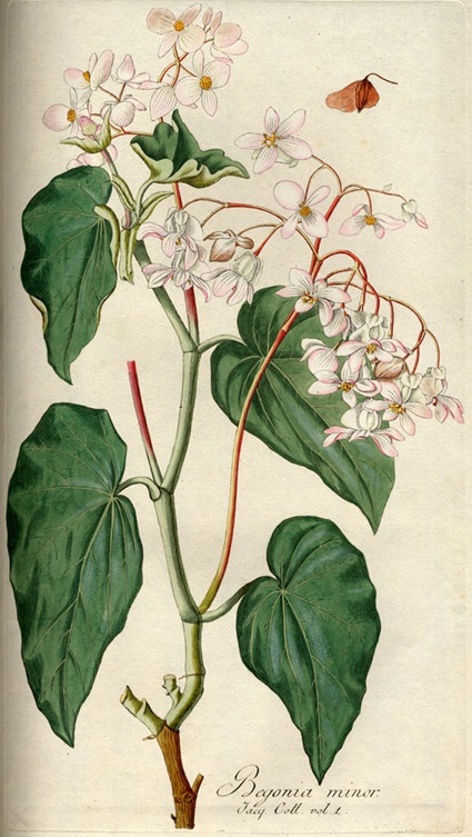Begonia minor ~ PLANTUKIS