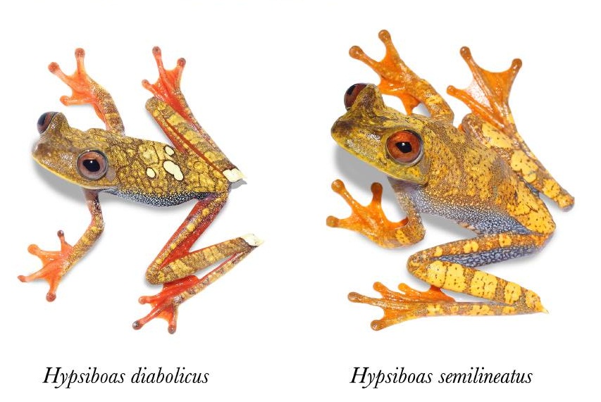 Species New to Science [Herpetology • 2016] Hypsiboas diabolicus