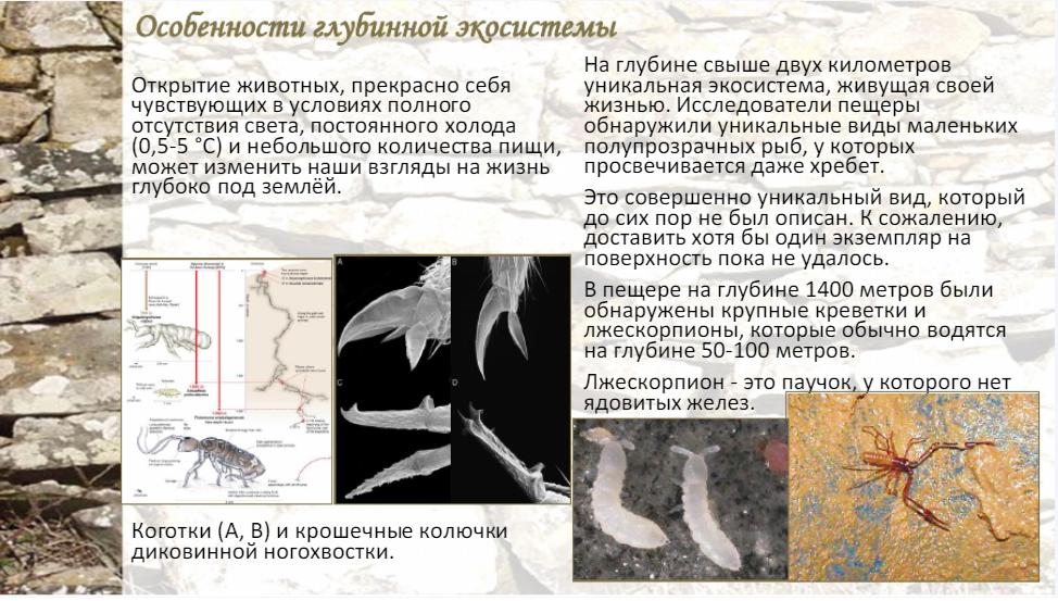 Спелеолог профессия. Квест “пещера снов” ведьмак. Задача пещера. Спелеолог профессия. В пещере у реки поселился огнедышащий дракон.