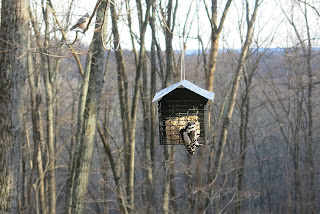 Downy Woodpecker, Monday, January 18, 2016, 2:56:57 PM