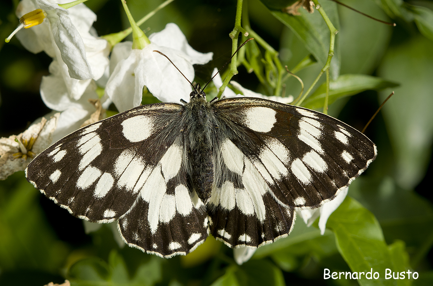 RÍA DE LA VILLA Una mariposa