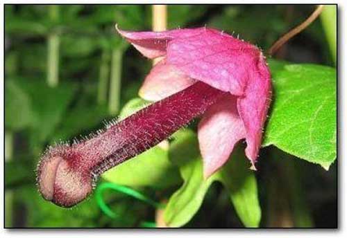 dick shaped plant dick shaped plant