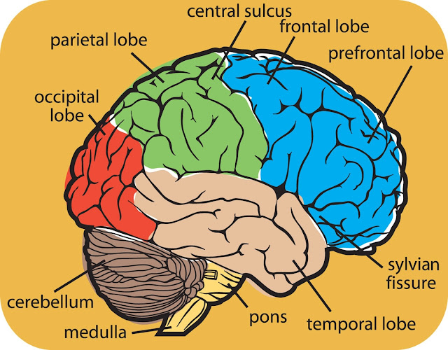 Diagram of Human Brain System Human Brain System