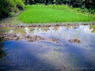 Mud And Water Of The Field The Place For Rice Seedling Nursery In Agricultural Area At Ringdikit Village, North Bali, Indonesia