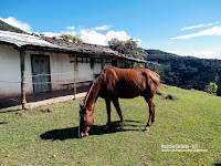 30 Fotografías 1 Vídeo - El Junco Páramo - Sector La Maravilla