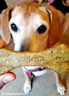 Sophie's got her eys on the prize - a Zuke's Z-Bone dental chew!  #ChewyInfluencer #NationalPetOralHealthCareMonth #DentalTreats ©LapdogCreations