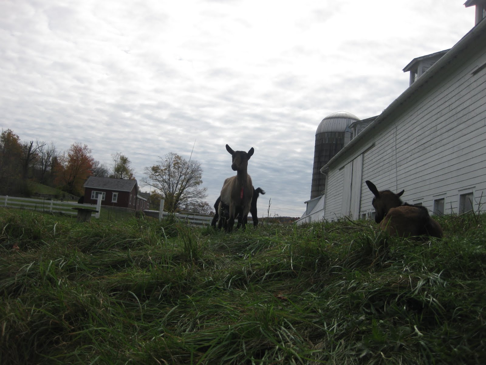 Northeast Locavore Farm Camp Consider Bardwell Farm, Eagle Bridge