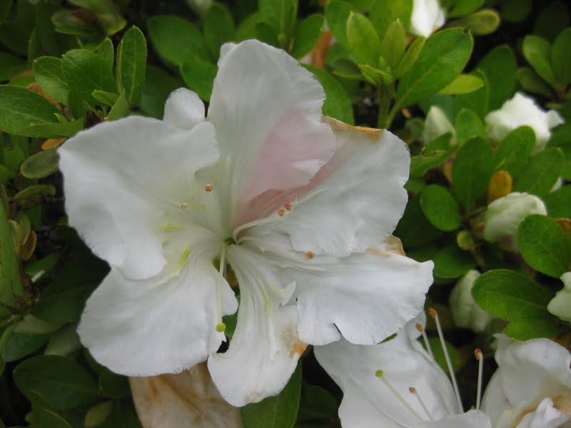 SJG bloom 2011: JUNE, p. 6: wada?, spirea and korean dogwood
