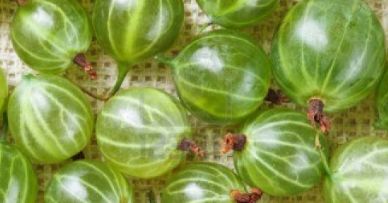 Uva spina, coltivazione, cura, potatura e consigli utili