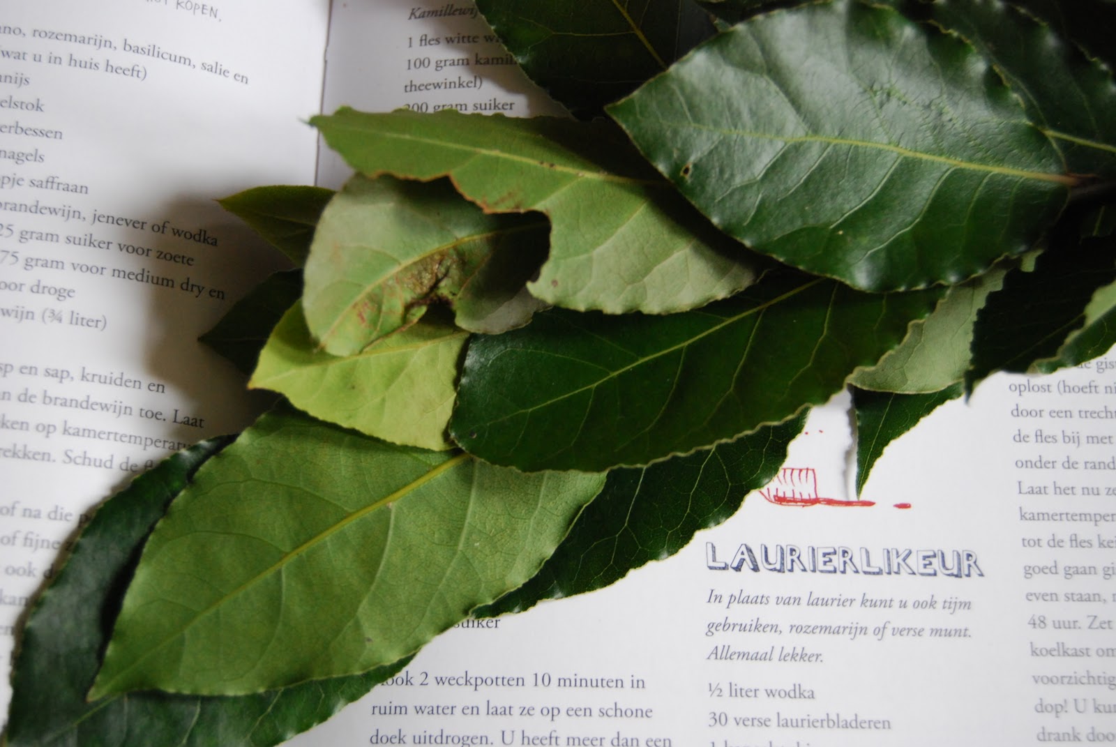 boeddhamum glutenfree Liquoro di alloro Laurierlikeur Bay leaf