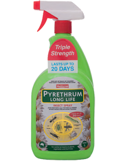 Pharma show : Top Constituents and Uses of Pyrethrum Flower (Insect Flower)