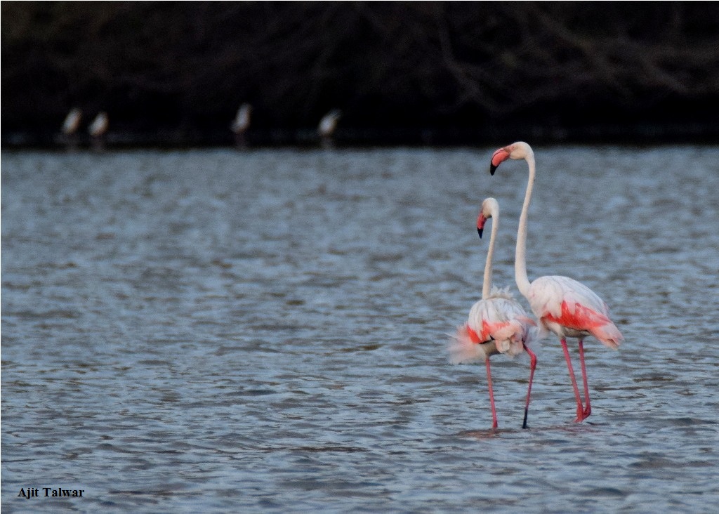 Reflections of Time: Flamingos, Navi Mumbai