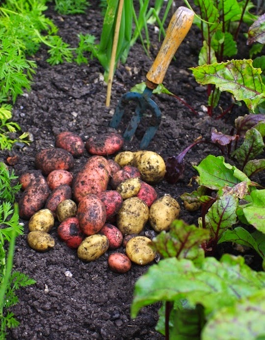 Small space potato growing