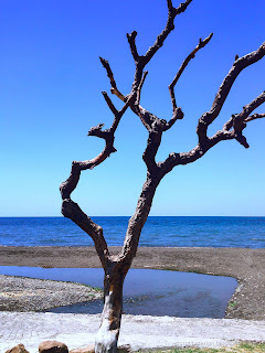 Portrait Of Dried Tree Branches On The Beach At Lokapaksa Village, Seririt, North Bali, Indonesia