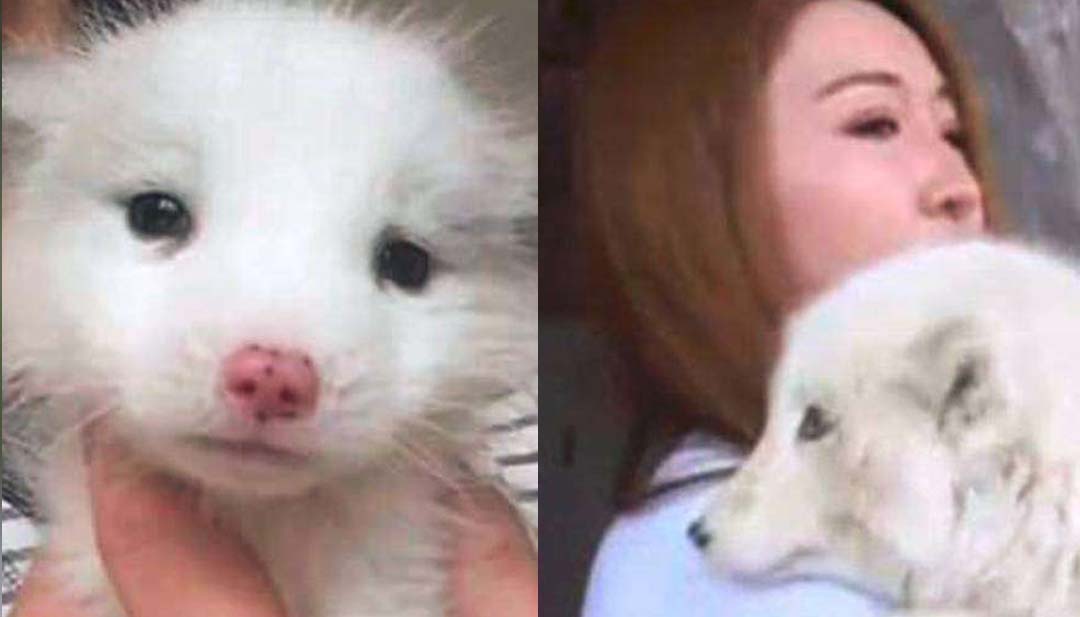 Mulher fica chocada ao descobrir que filhote de R$ 680 não é um cachorro
