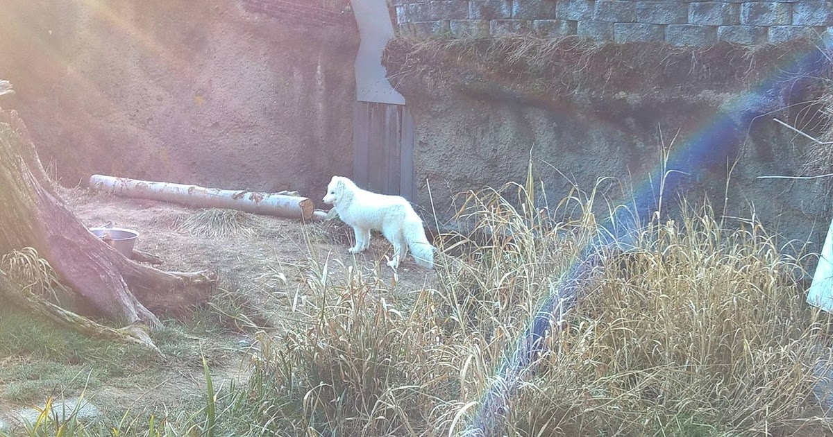 Point defiance zoo coupons
