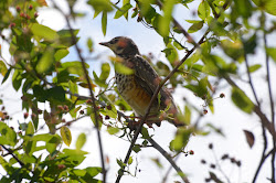 birds fly away blessings