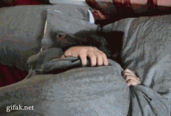 Bettruhe lustig - Witziger Hund mit Menschen Armen - liegt im Bett komisch