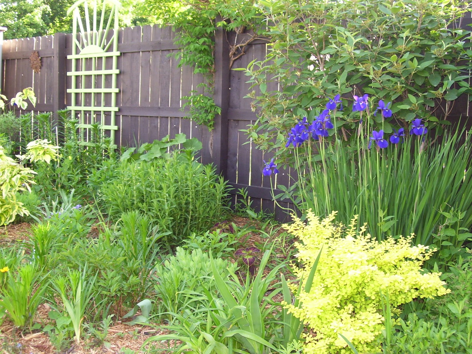 Talking to Plants Sea of Green
