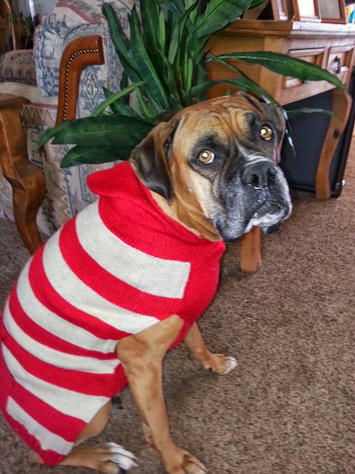 Kloud 9 Boxers & Pugs Blog Cold Weather and the Boxer Breed