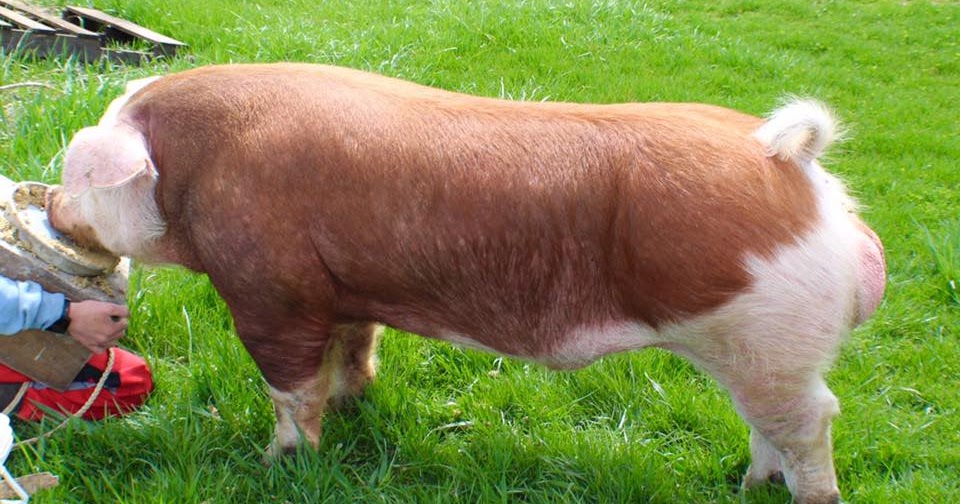 Bona Vista Farm Holly's Herefords