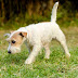 Can Grass Kill Your Dog thumbnail