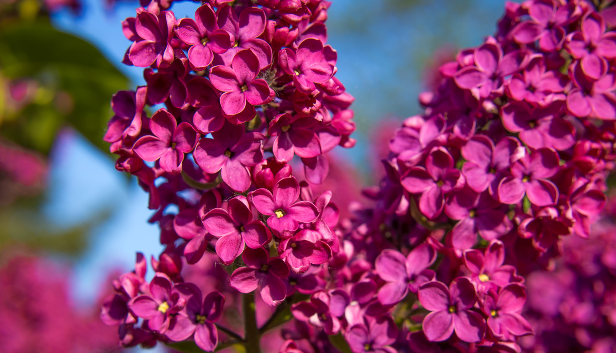 Bloomingwriter Gardening In Nova Scotia Top Ten Plants Shrubs