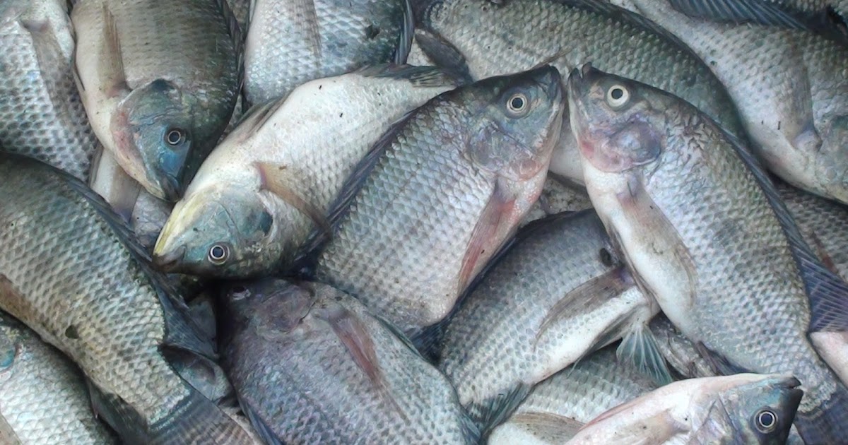 Kebutuhan Karbohidrat Ikan Nila , [ KebunBudidaya ] , [ KebunBudidaya