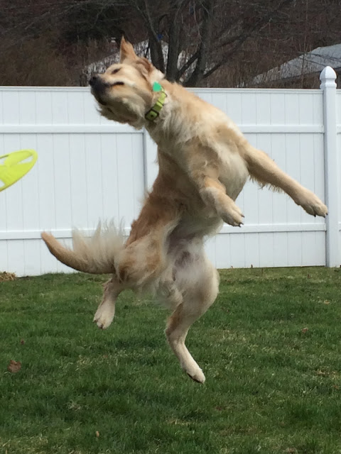 dog catching frisbee playing games in backyard